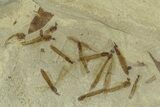Eocene Fossil Cricket and Crane Flies - Green River Formation #368768-1